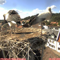 16_40-nest.jpg