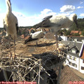 16_45-nest.jpg