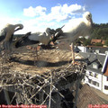 16_55-nest.jpg
