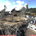 17_00-nest.jpg