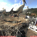 17_05-nest.jpg