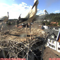17_10-nest.jpg