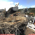 17_15-nest.jpg