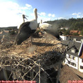 17_20-nest.jpg