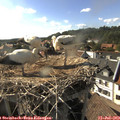 17_25-nest.jpg