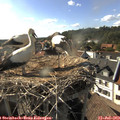 17_30-nest.jpg