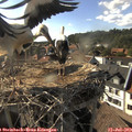 17_40-nest.jpg