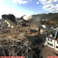 17_45-nest.jpg