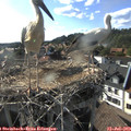 18_05-nest.jpg