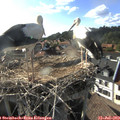 18_10-nest.jpg