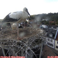18_20-nest.jpg