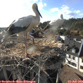18_25-nest.jpg