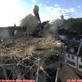 18_30-nest.jpg