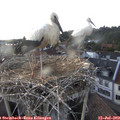 18_35-nest.jpg