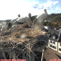 18_40-nest.jpg