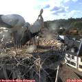 18_45-nest.jpg