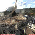 18_50-nest.jpg