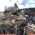 18_55-nest.jpg