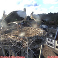19_00-nest.jpg