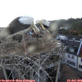 19_05-nest.jpg