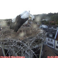 19_10-nest.jpg