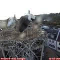 19_15-nest.jpg
