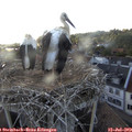 19_20-nest.jpg