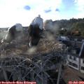 19_25-nest.jpg