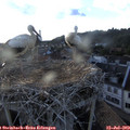 19_30-nest.jpg