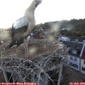 19_45-nest.jpg