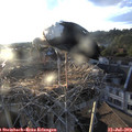 19_50-nest.jpg