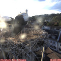 19_55-nest.jpg