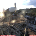 20_00-nest.jpg