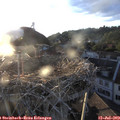 20_10-nest.jpg