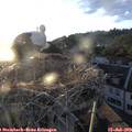 20_15-nest.jpg