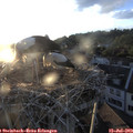 20_20-nest.jpg
