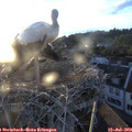 20_30-nest.jpg