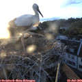 20_35-nest.jpg