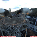 21_00-nest.jpg