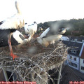 05_40-nest.jpg