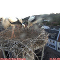 05_45-nest.jpg