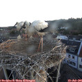 05_50-nest.jpg