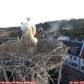 05_55-nest.jpg