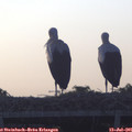 06_00-mast.jpg