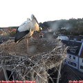 06_00-nest.jpg