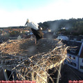 06_10-nest.jpg