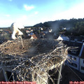 06_30-nest.jpg
