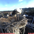 06_40-nest.jpg