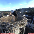 06_50-nest.jpg