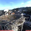 06_55-nest.jpg